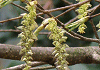 いぬしで Carpinus tschonoskii