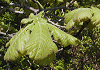 かしわ Quercus dentata
