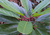 ひめゆずりは Daphniphyllum teijsmannii