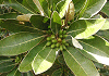 はまびわ Litsea japonica