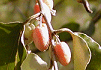まるばぐみ Elaeagnus macroptylla