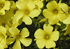 オキザリス Oxalis brasiliensis