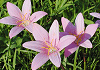 ゼフィランサス カリナタ Zephyranthes carinata
