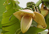 ばしょう Musa basjoo