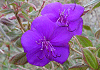 紫紺野牡丹 Tibouchina semidecandra