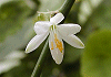 おりづるらん Chlorophytum comosum
