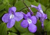 ストレプトカーパス Streptocarpus