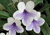 ストレプトカーパス Streptocarpus