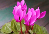 シクラメン Cyclamen persicum