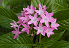 ペンタス Pentas lanceolata