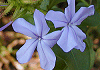 るりまつり又はプルンバゴ Plumbago capensis