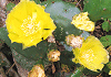 ウチワサボテン Opuntia