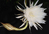 げっかびじん Epiphyllum oxypetalum