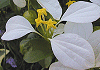 こんろんか Mussaenda parviflora