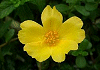 ポーチュラカ Portulaca oleracea