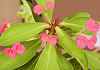 はなきりん Euphorbia milii