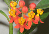 とうわた Asclepias curassavica