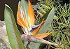 ごくらくちょうか Strelitzia reginae
