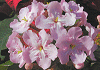 アッサムにおいざくら Luculia pinceana