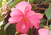 きゅうこんベゴニア Begonia Tuberhybrida