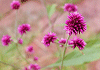 アルテルナンテラ Alternanthera porrigens