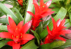 グズマニア・マグニフィカ Guzmania magnifica