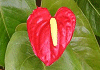 アンスリウム Anthurium andraeanum