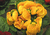 カルセオラリア Calceolaria hybrida