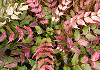 �Ђ��炬�Ȃ�Ă�@Mahonia japonica