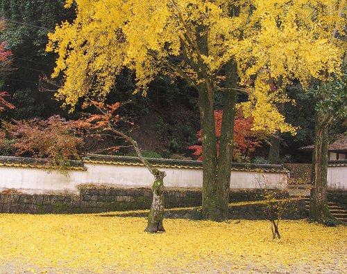 いちょう Ginkgo biloba