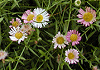 源平小菊 Erigeron karvinskianus