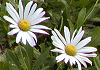 はまぎく Nipponanthemum nipponicum