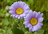 だるまぎく Aster spathulifolius