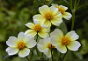 ウインターコスモス Bidens aurea