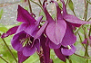 せいようおだまき Aquilegia vulgaris, columbine