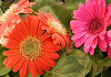 ガーベラ Gerbera jamesonii