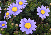 ブルーデージー Felicia amelloides