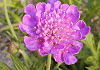 スカビオサ (コーカサス松虫草) Scabiosa caucasica