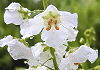 バーバスカム Verbascum phoeniceum
