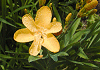 ひおうぎ Belamcanda chinensis