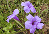 ルエリア Ruellia brittoniana