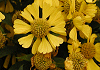 ヘレニューム Helenium autumnale