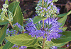 だんぎく Caryopteris incana