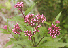 ふじばかま Eupatorium fortunei