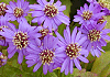 こんぎく Aster ageratoides