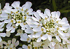 ときわなずな Iberis sempervirens