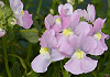 ネメシア Nemesia denticulata
