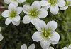 雲間草 Saxifraga rosacea