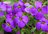 オオブリエチア Aubrietia deltoidea