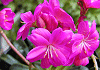 レウイシア・コチレドン Lewisia cotyledon
